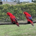 Red muloccan