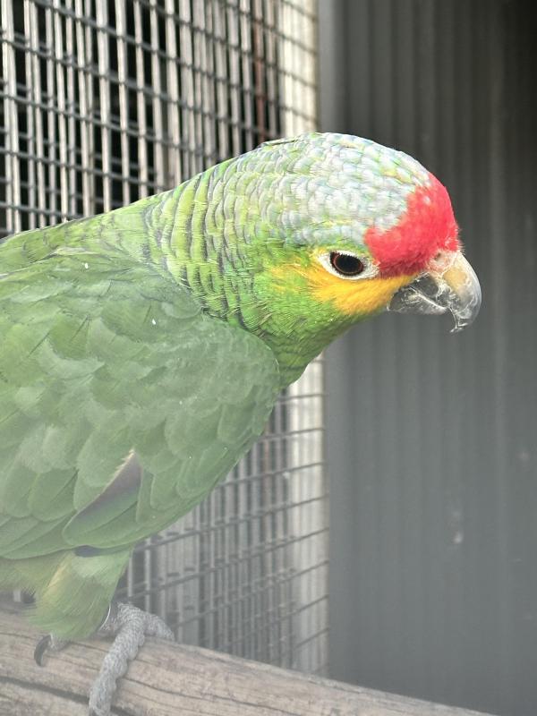 Red Lored Amazon pair