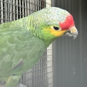Red Lored Amazon pair