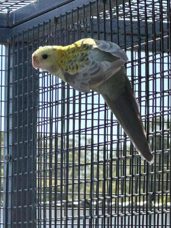 Cinnamon Palehead Rosellas
