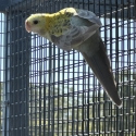 Cinnamon Palehead Rosellas