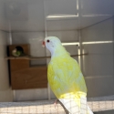 Creamino / par blue princess pair