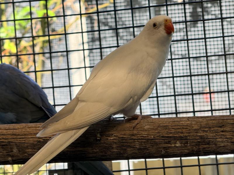 White lime princess