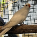 White lime princess