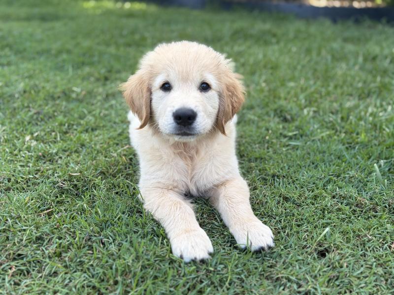 Golden retriever puppies