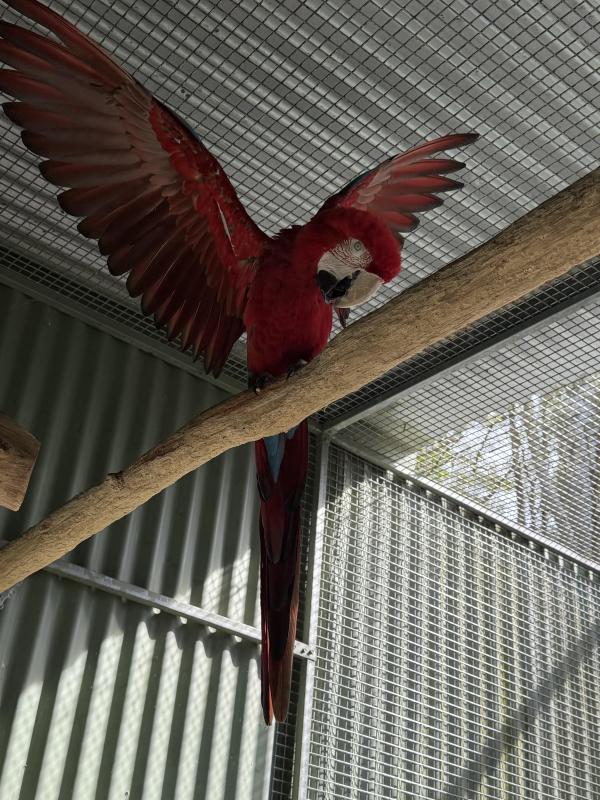 Breeding pair of Greenwing Macaws for sale