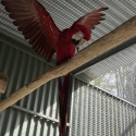 Breeding pair of Greenwing Macaws for sale