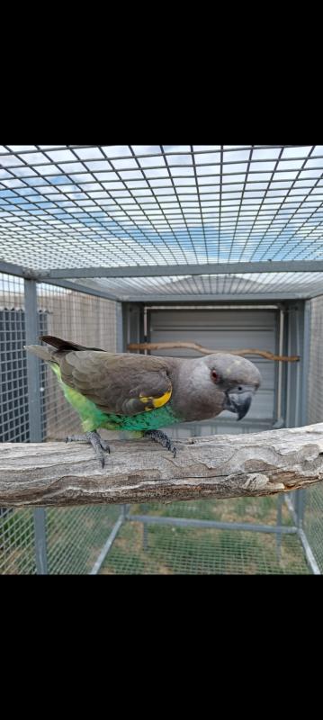 Cock Meyers parrot