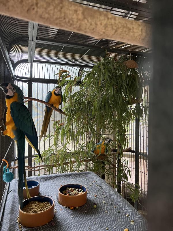 Hand raised Baby Macaws for sale