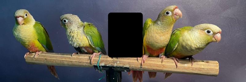 For Swap/Sell - Handraised Green-cheeked Conures