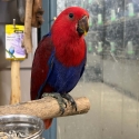 Handraised female Eclectus 13 weeks old