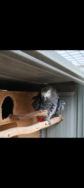 African grey pair