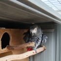 African grey pair