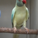 INDIAN RINGNECK MUTATIONS