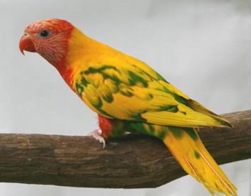 WTB DF Pied Hand Raised Rainbow Lorikeet
