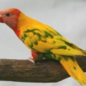 WTB DF Pied Hand Raised Rainbow Lorikeet