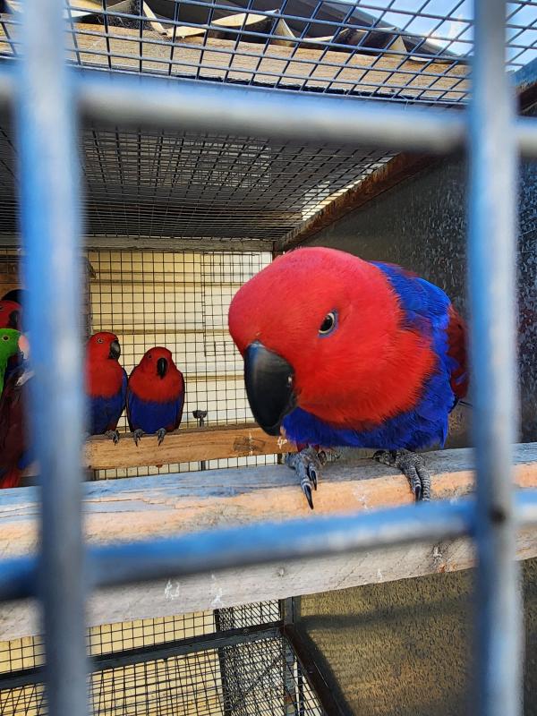 Eclectus parrot