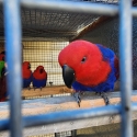 Eclectus parrot
