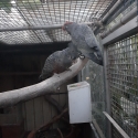 Gang Gang Cockatoos.