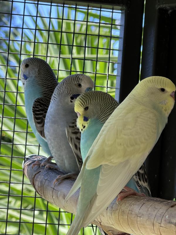 Baby budgies