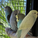 Baby budgies