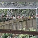 Pure Bourke Parrots