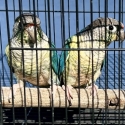 Double factor green cheeks