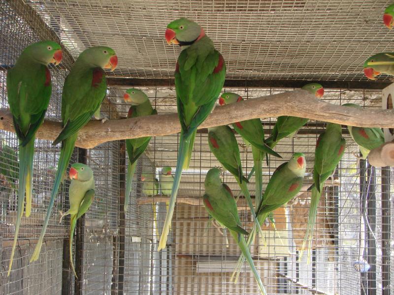 Young Alexandrines  Yellow Crown Amazon
