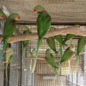 Young Alexandrines  Yellow Crown Amazon
