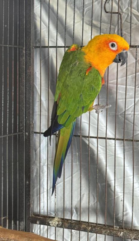 Conure parrots