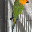 Conure parrots