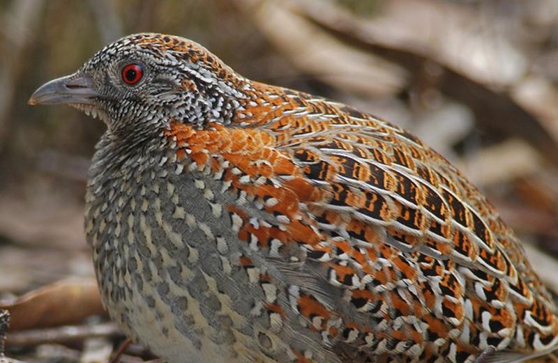 Painted Button Quail  (Licence No 15152473B)