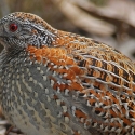 Painted Button Quail  (Licence No 15152473B)