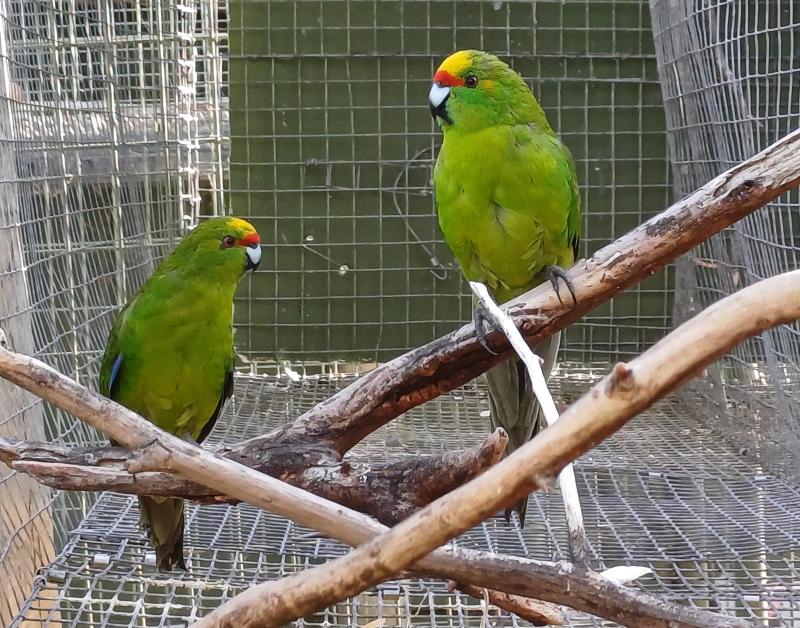 Yellow-crowned Kakariki