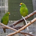 Yellow-crowned Kakariki