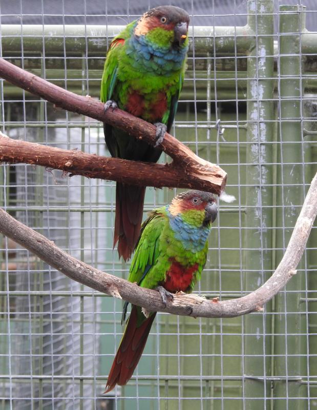 Blue-throated Conures breeding pair