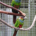 Blue-throated Conures breeding pair