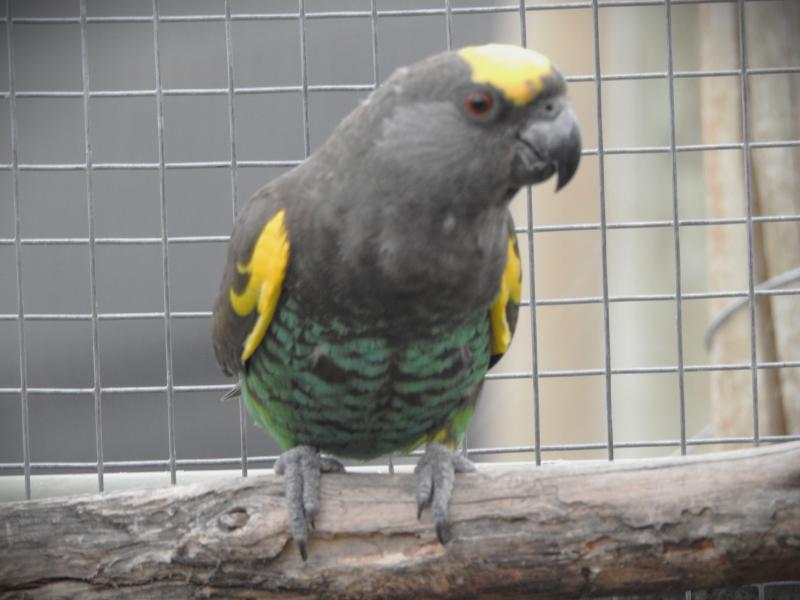 Meyers Parrots breeding pair