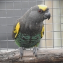 Meyers Parrots breeding pair