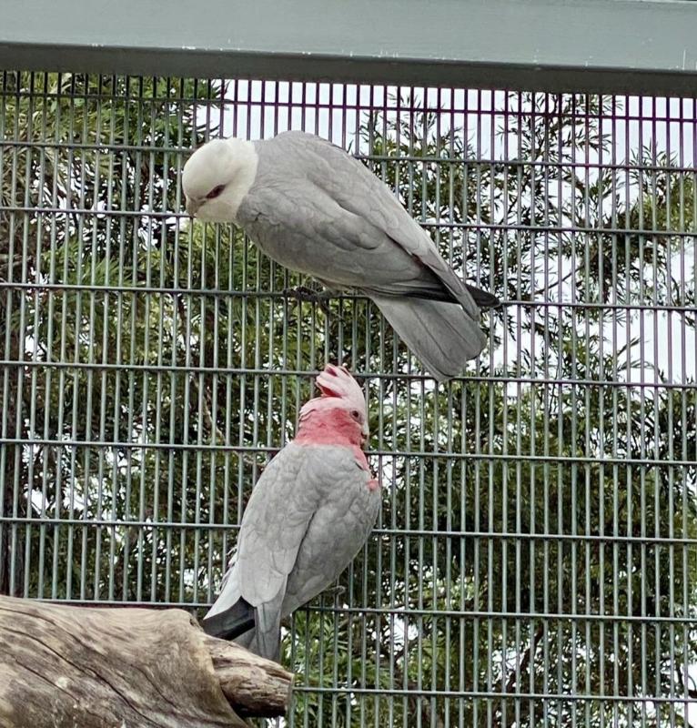 Top genetic galah breeding pairs