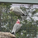 Top genetic galah breeding pairs
