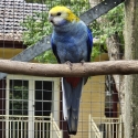 Pale Headed Rosellas