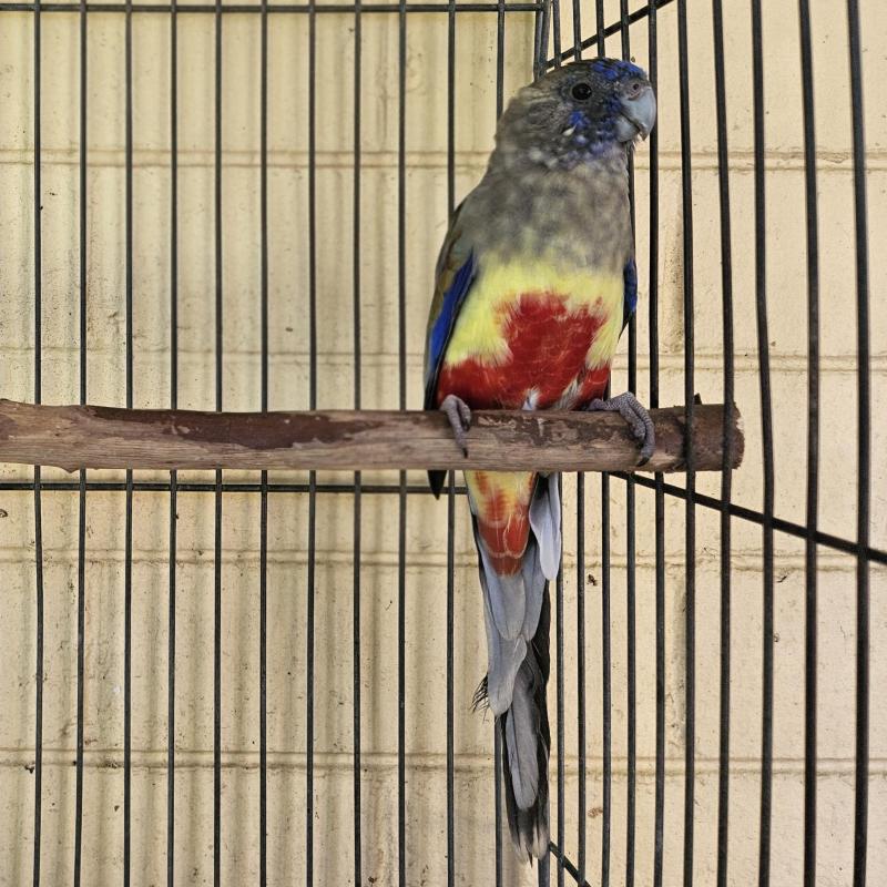 Young Red Vented Blue Bonnet