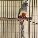 Young Red Vented Blue Bonnet