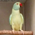INDIAN RINGNECK MUTATIONS
