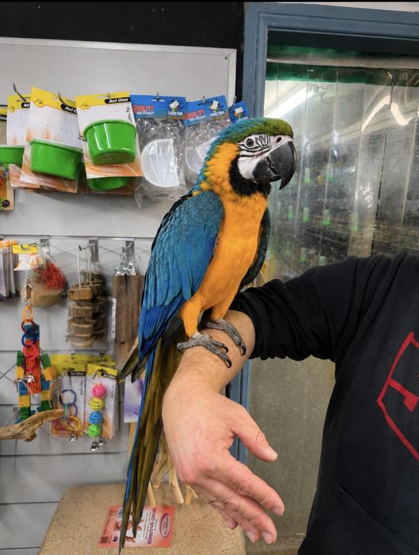 Handraised blue and gold macaw male 1 left !