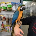 Handraised blue and gold macaw male