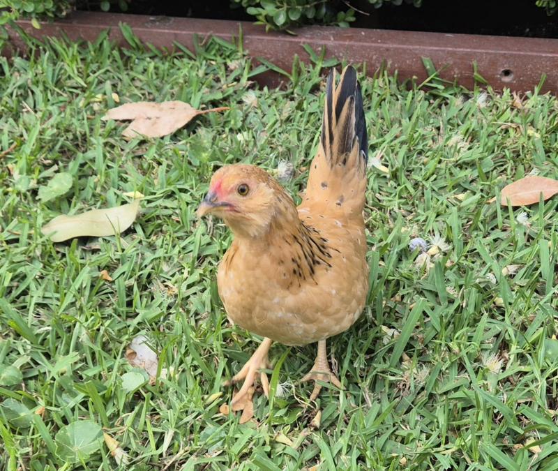 Belgian bantam, hen