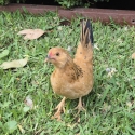 Belgian bantam, hen