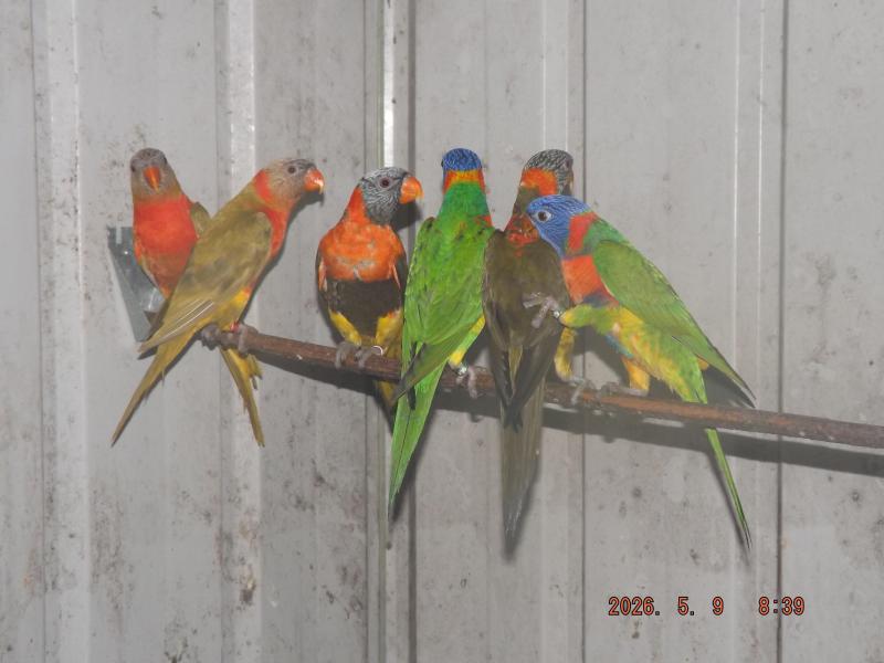 Lorikeets For Sale